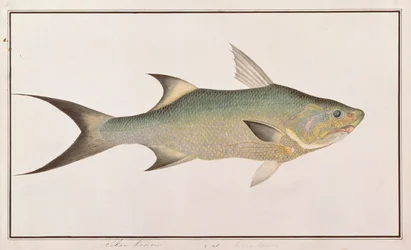 Poisson-fil, de dessins de poissons de Malacca, c.1805-18